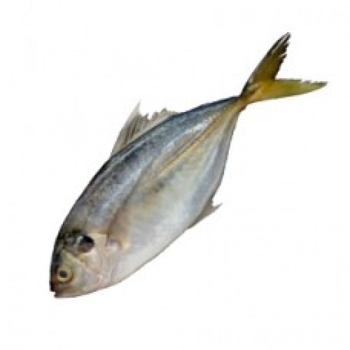 Shrimp Scad / Vatta Paara